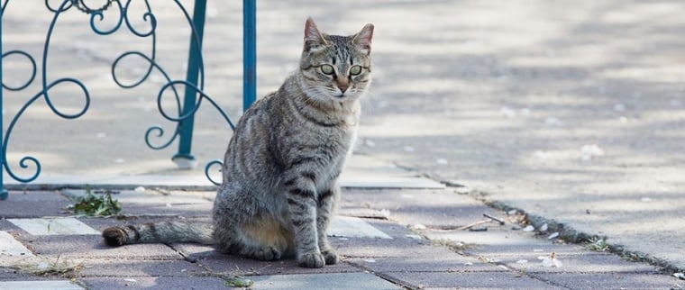 chat sauvage